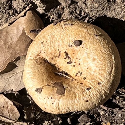 Agaricus augustus?bitorquis?